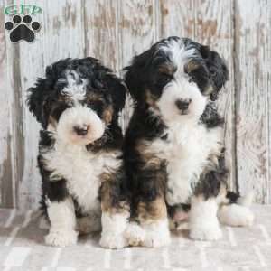 India, Mini Bernedoodle Puppy
